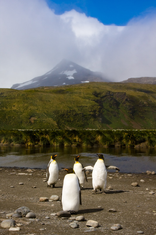 King Penguins